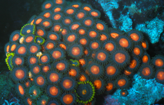 Balls of Fire Orange Zoanthids