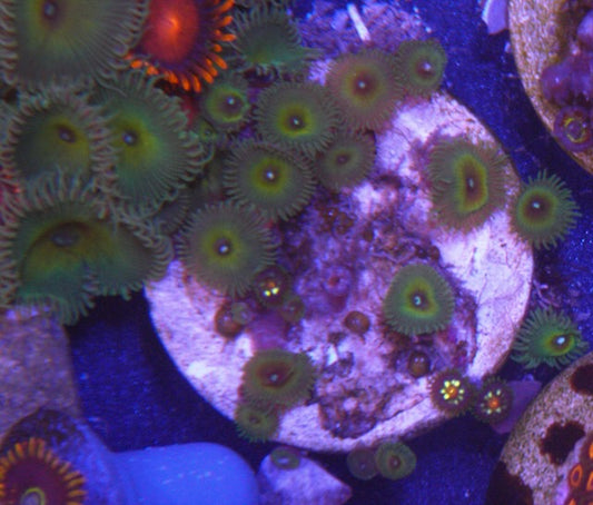 Daisy Cutter and Captain Jerk Combo Zoanthids Coral