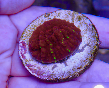 Cornbred Time Warp Red Gold Chalice Coral LPS Coral