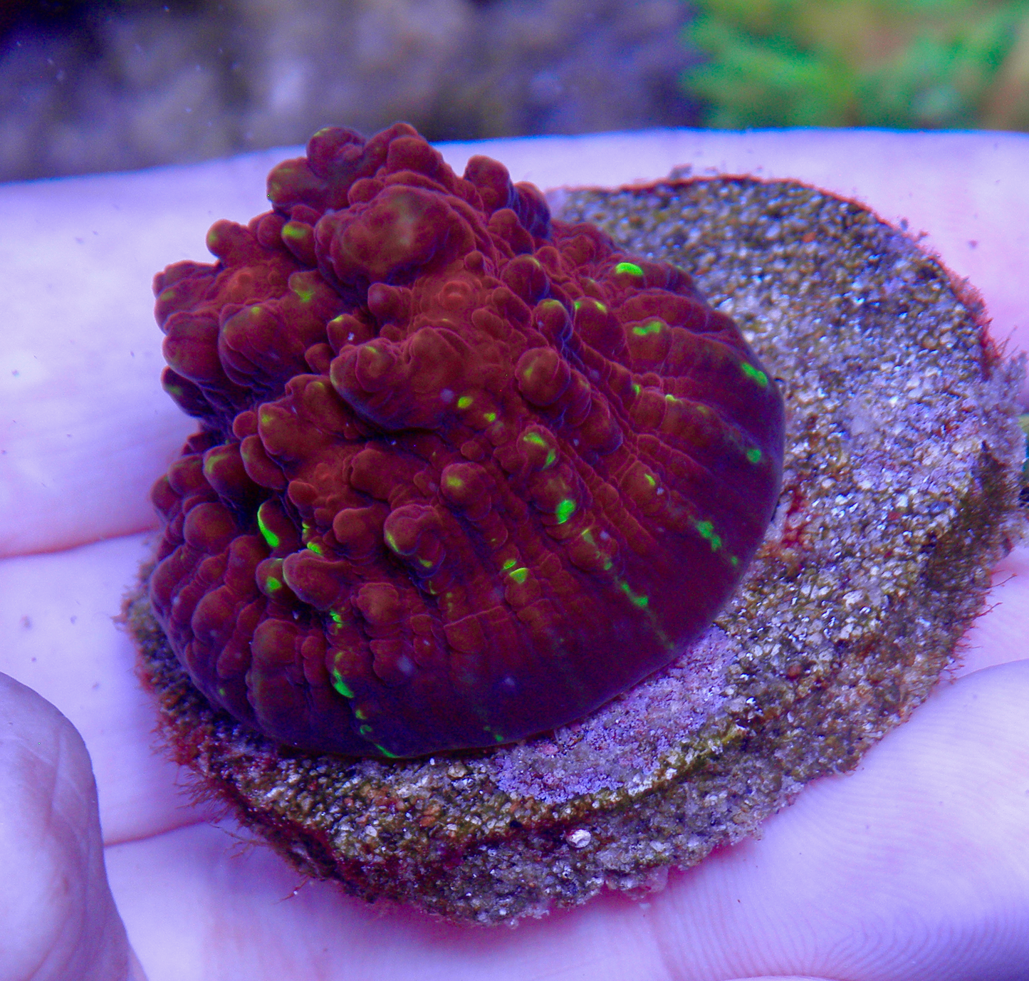 Cornbred Time Warp Red Gold Chalice Coral LPS Coral 2