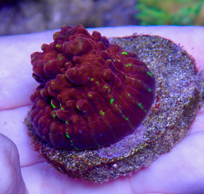 Cornbred Time Warp Red Gold Chalice Coral LPS Coral 2