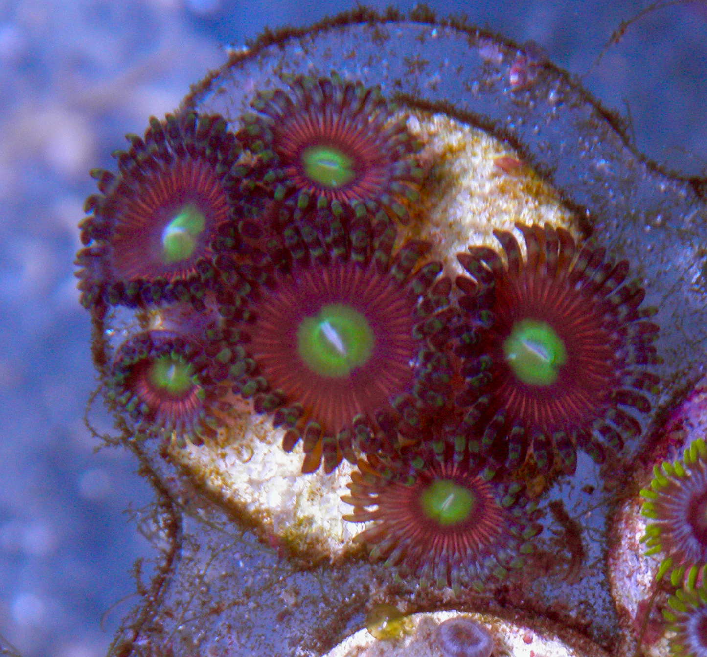 Pink Cat Eye Zoanthids Coral Zoa Reef Aquarium 2