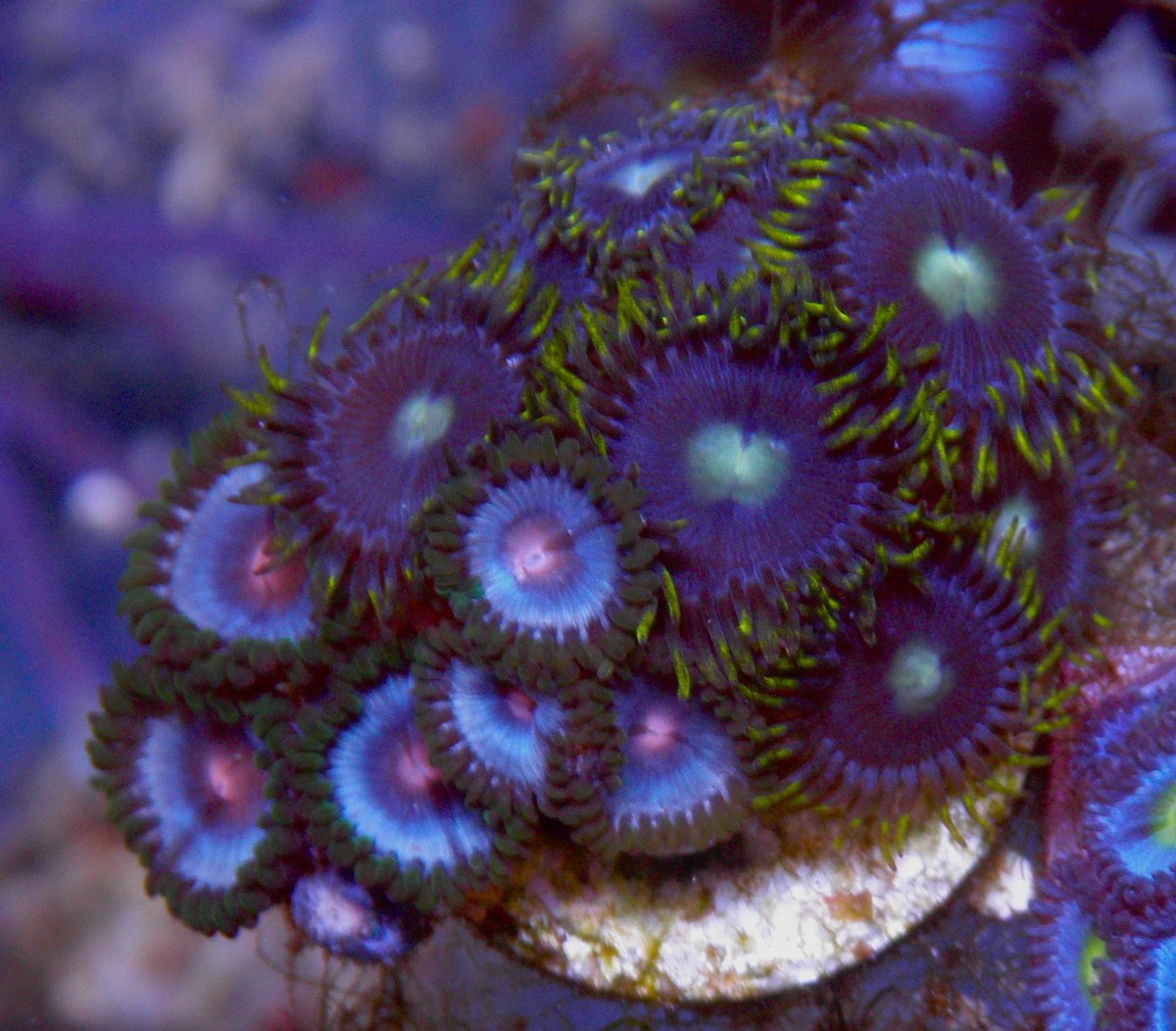 Miami Vice Caribbean Blue Lunar Landing Zoanthids