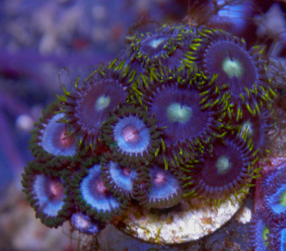 Miami Vice Caribbean Blue Lunar Landing Zoanthids