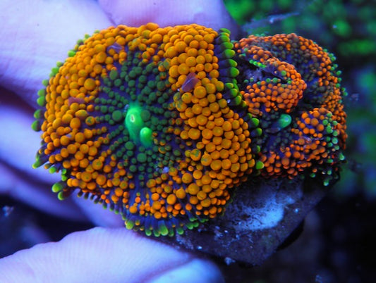 Tangelo & Mandarin Dream Ricordea Coral
