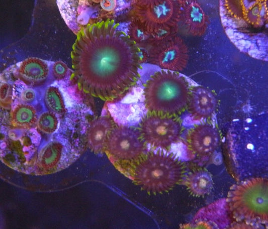 Daisy Cutter and Radioactive Dragon Zoanthids Beginner Coral Reef