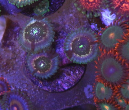 Hawaiian Ding Dang PE Zoanthids Palythoa Coral Reef Aquarium