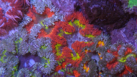 Orange Yellow Green Highlighter Flower Rock Anemone Coral Reef Aquarium
