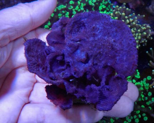 Blue Layercake Sponge Photosynthetic Colony Coral Reef Aquarium