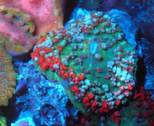 Snowberry Red Sanctithomae St Thomas Bounce Mushroom