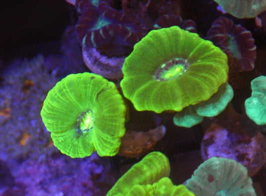 Kryptonite Trumpet Reef Aquarium LPS Beginner Coral 2 heads