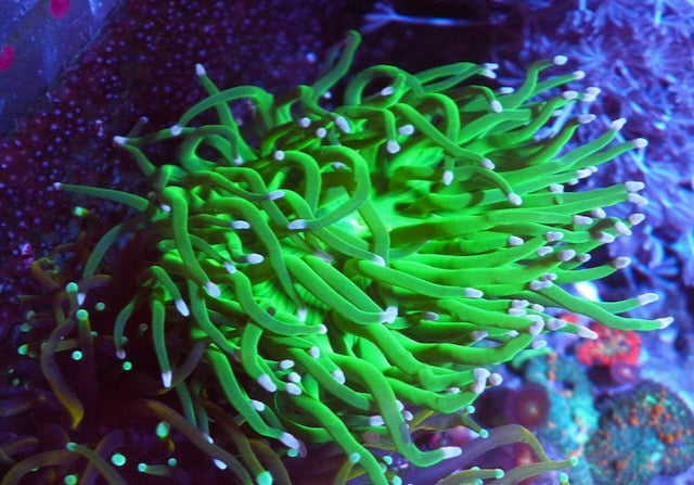 Todd's Neon Green Torch Coral