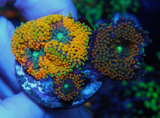 Orange Grove ricordea Coral Reef Aquarium