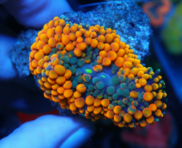 Tangelo Night Rainbow Ricordea Coral
