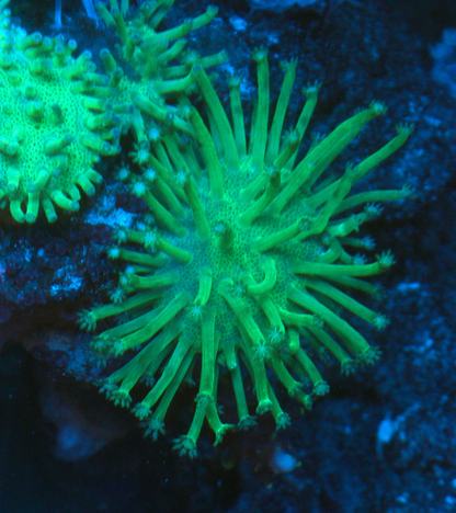 Ultra Toxic Leather Coral Saltwater Aquarium