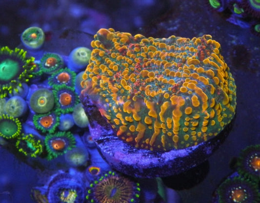Big Gatorade and Rasta Zoanthids coral reef