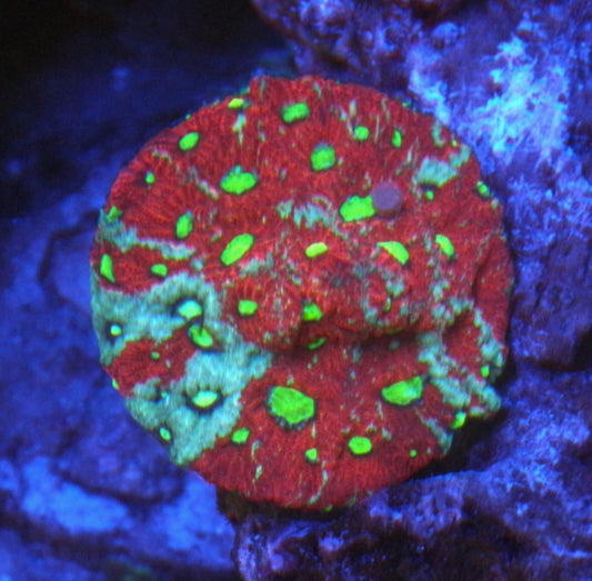 War and Peace Sprinkes Favia Coral Reef Aquarium LPS