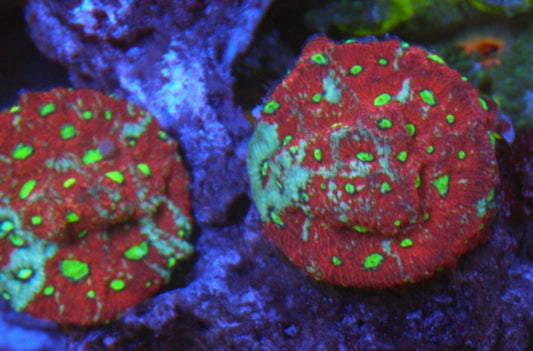 War and Peace Sprinkes Favia Coral Reef Aquarium LPS 2