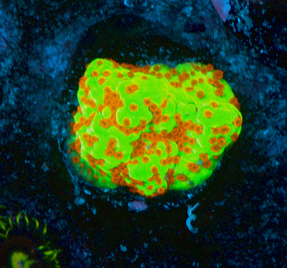 Chilli Pepper Montipora Encrusting SPS Beginner Aquarium
