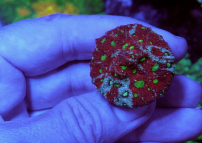 Queen Midas Yellow Zoanthids