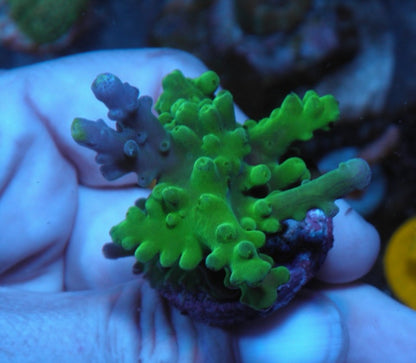 WWC Yellow Tips Blue Acropora Tortuosa SPS Hard Coral Reef Aquarium