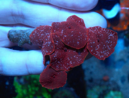 Double Trouble Nuclear Red Discosoma Mushrooms Aquarium Softy Beginner