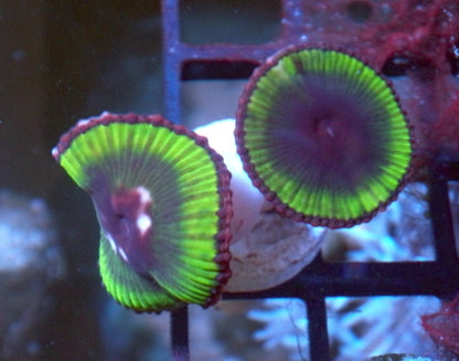 Lemondrop Splatter Branching Hammer Coral Euphyllia