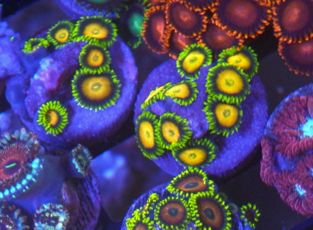 Scrambled Egg Yellow Zoanthids Coral Reef Aquarium Beginner