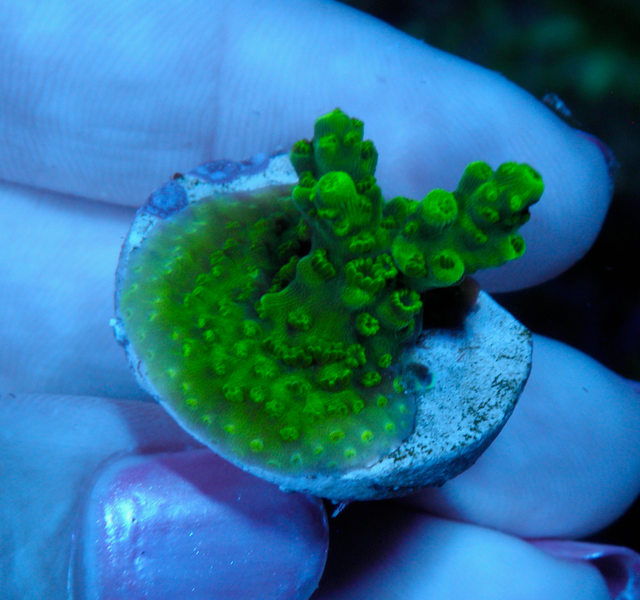 Neon Green Slimer Acropora formosa SPS Beginner Coral Reef - Reef Gardener