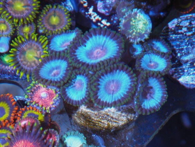 South Beach Vice Zoanthids