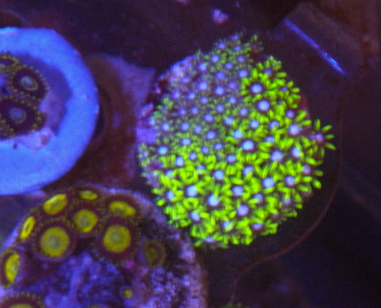 Neon Green Star Polyps Zoanthid Coral Reef Aquarium