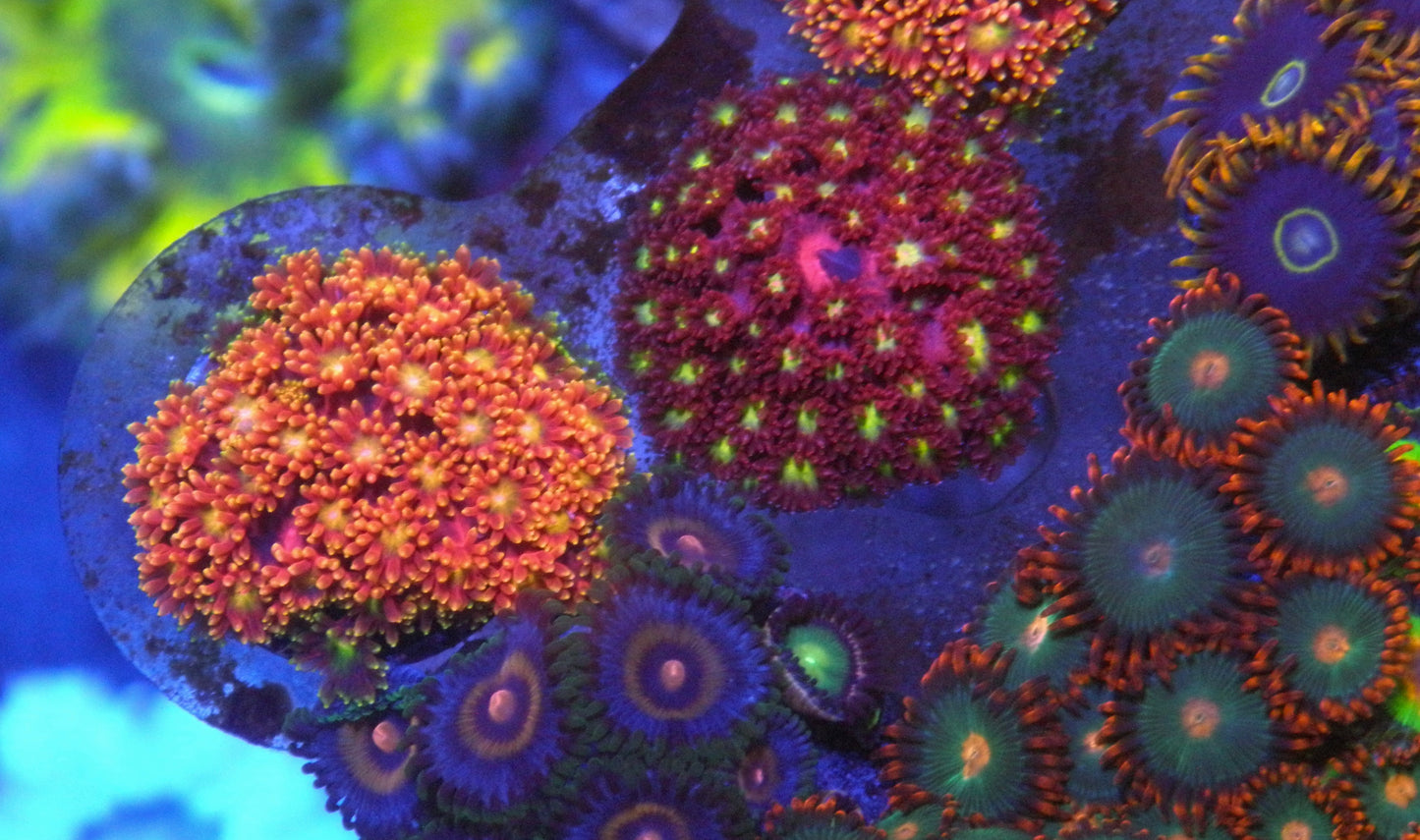 TSA Pop Rocks Rainbow Goniopora Coral LPS Reef Aquarium 2
