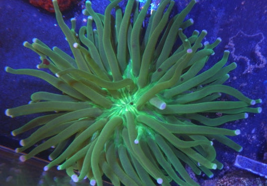 Lime Green Heliofungia Coral Long Tentacle Plate Anemone Coral Reef