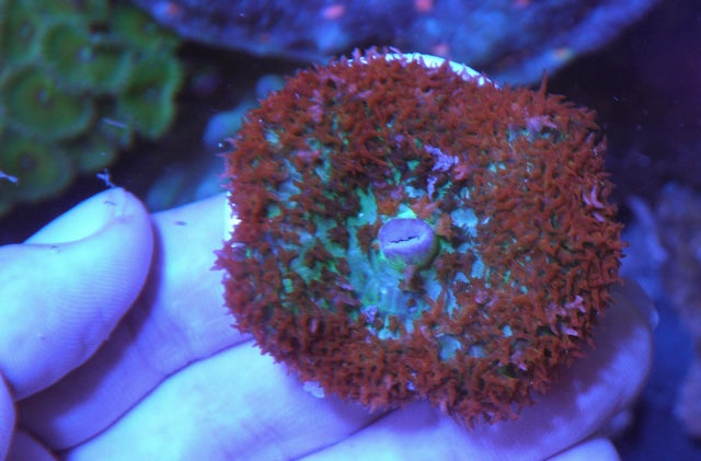 Daisy Cutter and Captain Jerk Combo Zoanthids Coral