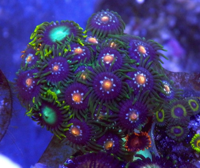 Fire Ice Bambam Radioactive Dragon Daisy Cutter Zoanthids Coral Reef AquariumBeginner