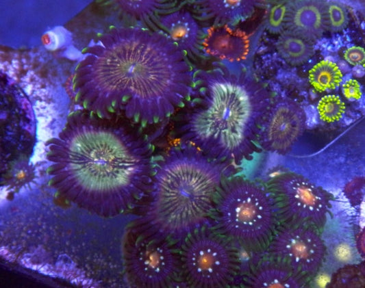 Nirvana and Fire Ice Zoanthids Coral Reef Aquarium Marine