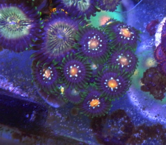Daisy Cutter Zoanthids Beginner Coral Reef Aquarium Fish Tank