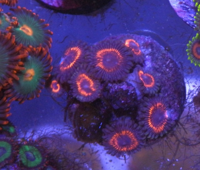 Pink Devil's Armor Zoanthids Coral Reef Aquarium Fish Tank