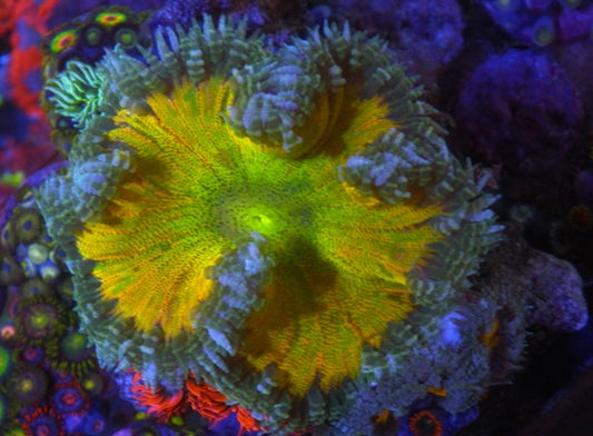 Sunshine Rainbow Rock Flower Anemone Coral Reef Aquarium Fish Tank