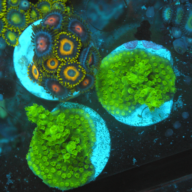 Neon Green Slimer Acropora formosa SPS Beginner Coral Reef - Reef Gardener