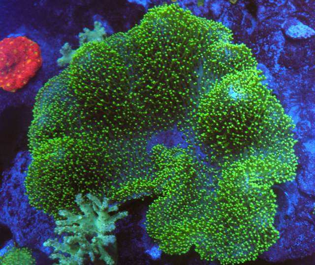 Tyree Neon Green Polyp Leather Coral Beginner Reef Aquarium - Reef Gardener