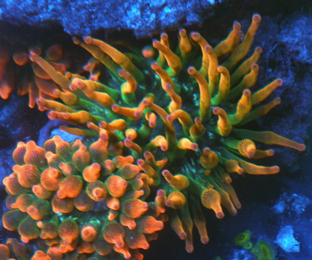 Sunshine Rainbow Bubble Tip Anemone Clownfish Coral Reef Aquarium - Reef Gardener