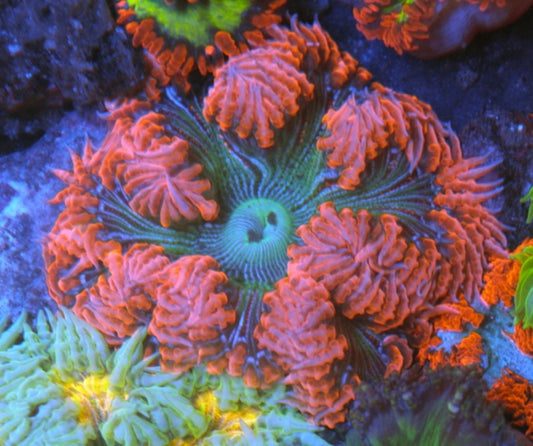 Pink Orange Green Pinstripes Flower Rock Anemone Build Your Own Pack