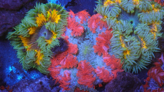 Strawberries n' Cream Flower Rock Anemone Coral Reef Aquarium