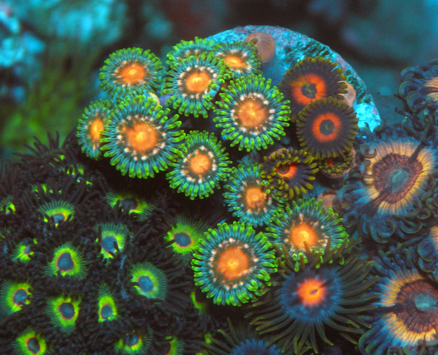 Green Bay Packer and Cherry Bomb Zoanthids Reef Aquarium