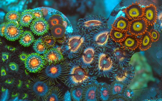 Glowing Sonic Flare Vamp Zoanthids Zoas Coral Reef Aquarium - Reef Gardener