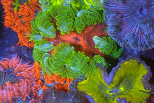 Candy Apple Flower Rock Anemone Saltwater Reef Aquarium