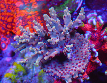 Pink Lemonade Acropora SPS Coral Reef Aquarium