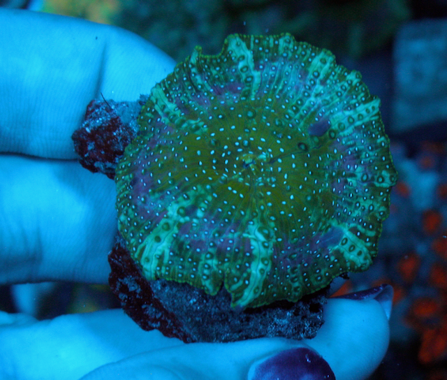Mermaid Dreams Discosoma Mushrooms Reef Aquarium Coral - Reef Gardener