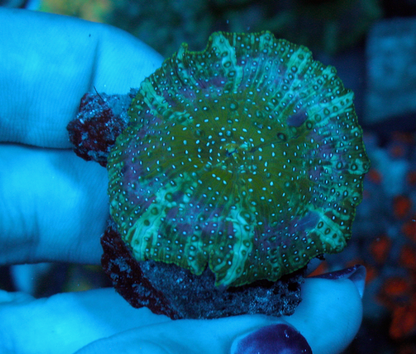 Mermaid Dreams Discosoma Mushrooms Reef Aquarium Coral - Reef Gardener